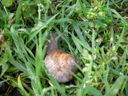 W trawie w czasie deszczu, chrapie ślimak "zły" ;)
