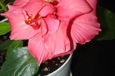 Moja kochana jednoroczka różyczka #hibiskus #RóżaHińska