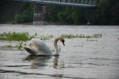 Łabędź - Wieliszew