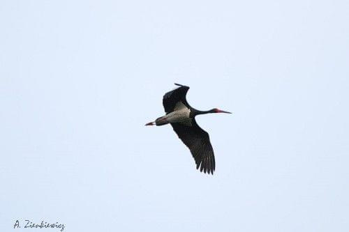 Ciconia Nigra - Bocian Czarny