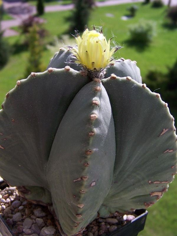 Astrophytum myriostigma f. nudum