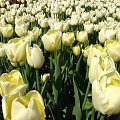 kwitnące tulipany #natura #przyroda #kwiaty #tulipany