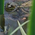 znajdź żabę ;) #żaba #żaby #płazy #bagna #jeziora #rzeki #wiosna #natura #przyroda