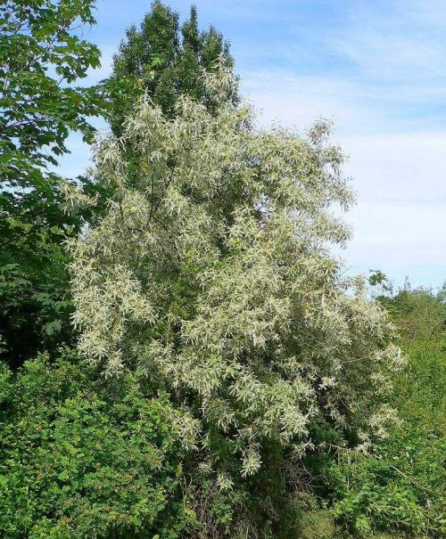 oliwnik wąskolistny