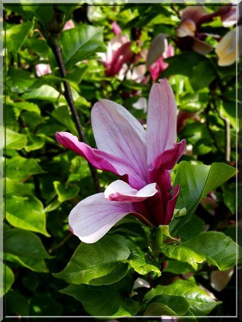 a to Magnolia Pośrednia ;D;D chyba #magnolia #kwiat #natura #WiosnaParkWKórniku