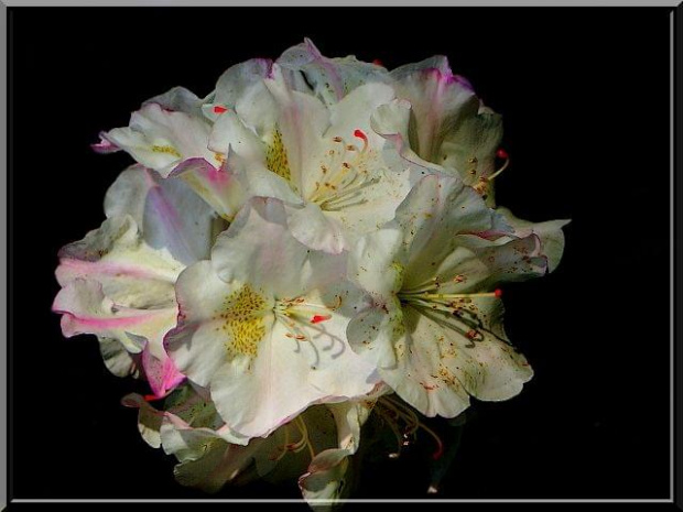różanecznik w trochę innym świetle ;D #różanecznik #kwiat #makro #wiosna #ParkWKórniku