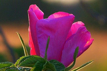 ...where the wild roses grow... #róża #DzikaRóża #kwiat