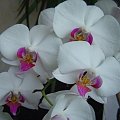 Orchidea #Kwiat #Roślina #piękno #przyroda