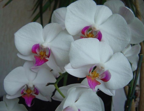 Orchidea #Kwiat #Roślina #piękno #przyroda