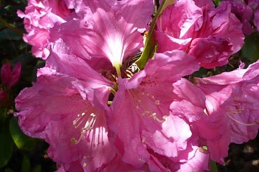 rododendrony i azalie #kwiaty #arboretum #rododendrony