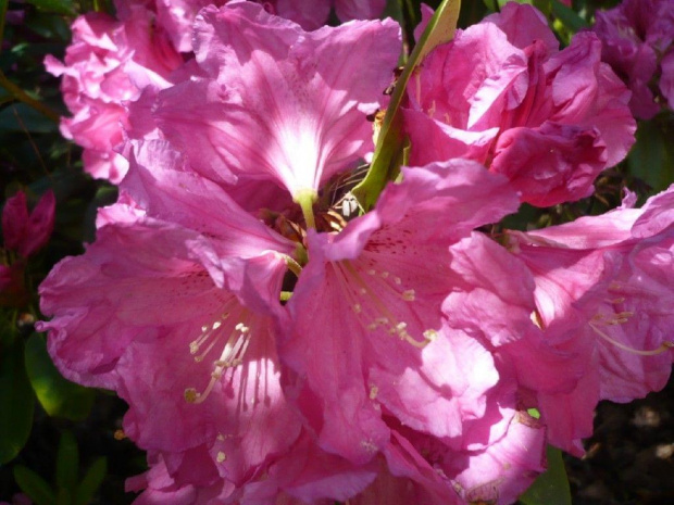 rododendrony i azalie #kwiaty #arboretum #rododendrony