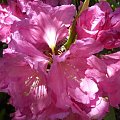rododendrony i azalie #kwiaty #arboretum #rododendrony