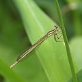 Pióronóg zwykły (Platycnemis pennipes) #PióronógZwykły