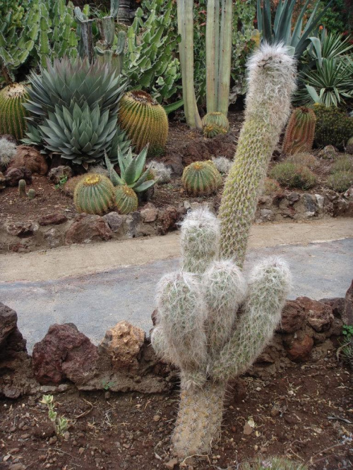 a tego jak podpisac:P? jakies sugestie;p? #egzotyczne #Kaktus #roślinki #Teneryfa