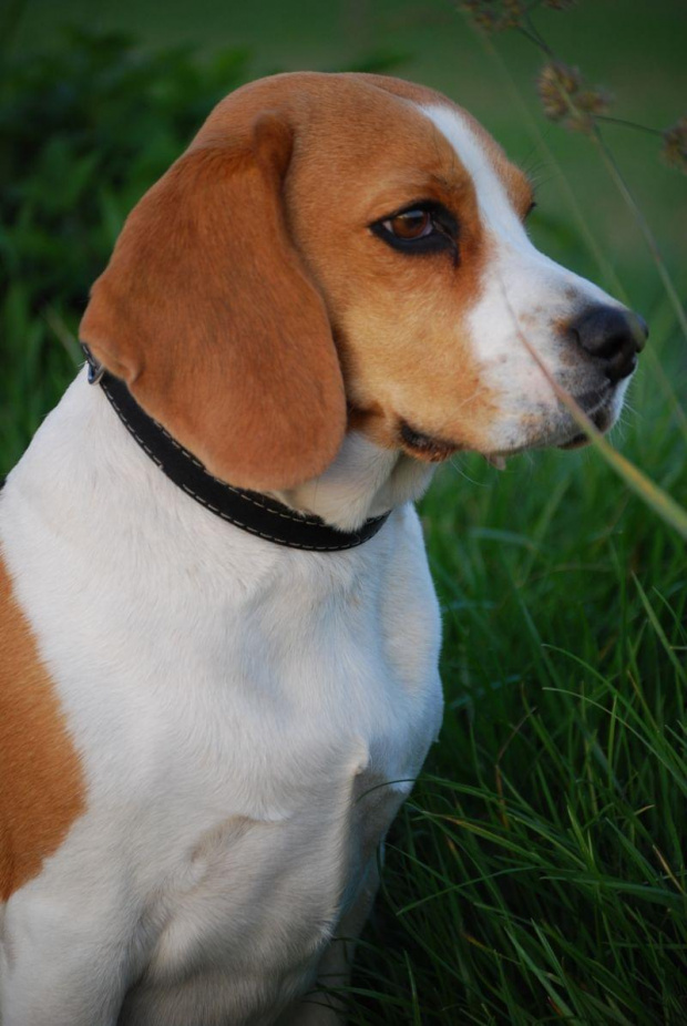 Kora 3 #pies #Beagle
