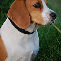 Kora 3 #pies #Beagle