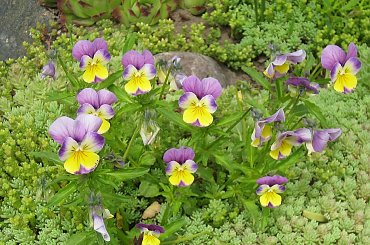 bratki 24.05.09 #ogród #kwiaty #bratki