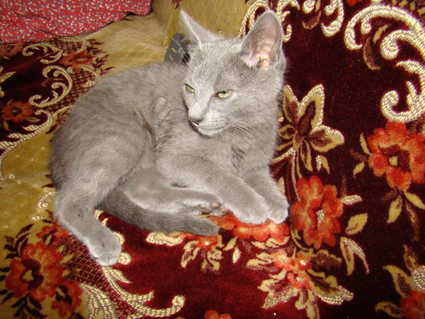 Filip #Kot #RosyjskiNiebieski