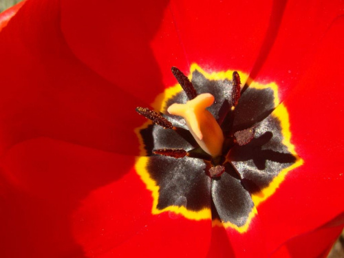 tulipan od środka