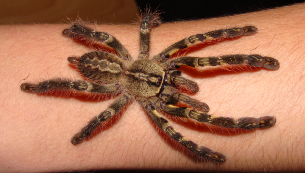 Poecilotheria ornata na ręce