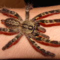 Poecilotheria ornata na ręce