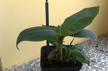 Sadzonka banana #BANAN