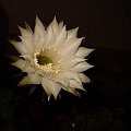 Echinopsis