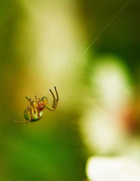 #pająk #nic #owad #WspinaćSię #makro
