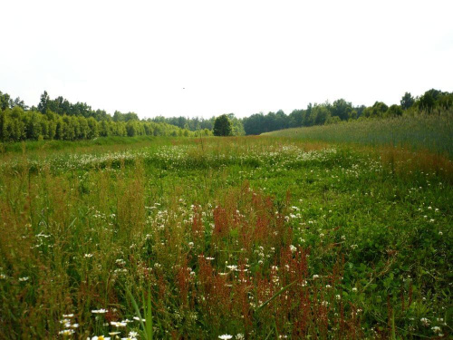#łąka #wieś #wiosna #lubelskie