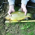 tench