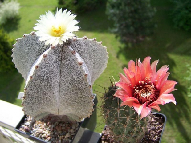 Astrophytum myriostigma i Lobivia jajoiana