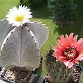 Astrophytum myriostigma i Lobivia jajoiana