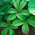 Rodgersia Chocolate Wings