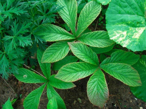 Rodgersia Chocolate Wings