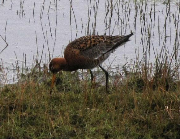 Rycyk (szlamik rycyk) (Limosa limosa) #ptaki #rycyk #natura #przyroda