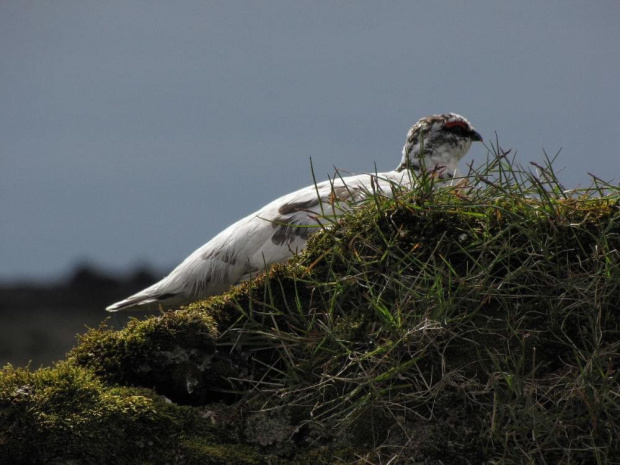 Pardwa gorska (Lagopus muta) #ptaki #pardwa #natura #przyroda