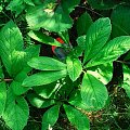 Rodgersia Henryci