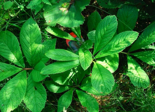 Rodgersia Henryci