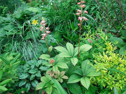 Rodgersia Maurice Mason