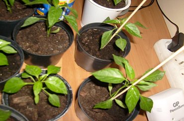 #papryczki #hodowla #chili #serrano #cayenne #habanero