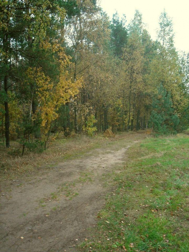 #las #drzewa #przyroda #natura #krajobraz #jesień