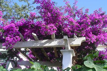 Bugenwilla #bugenwilla #krzew #ogrod