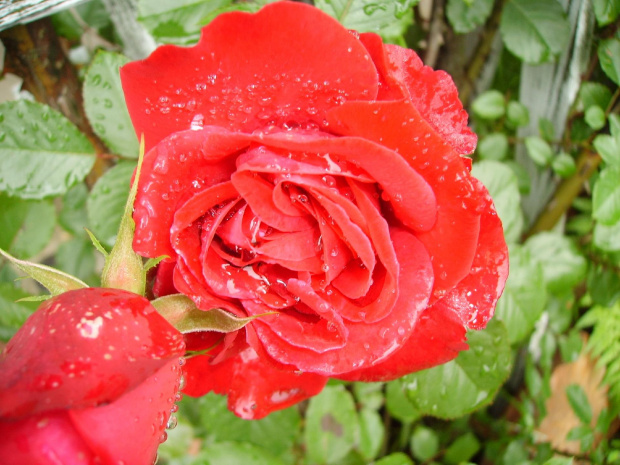 mokra róża #ciepło #dojrzewanie #drzewka #działka #kwiatki #lato #macro #mokra #natura #ogrod #ogród #owoce #OwoceNatury #piękno #plony #roslinnosc #roslinność #rosliny #roza #rozkwit #róża #różyczka #wieś #wioska #wiosna #zbiory #krople