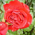 mokra róża #ciepło #dojrzewanie #drzewka #działka #kwiatki #lato #macro #mokra #natura #ogrod #ogród #owoce #OwoceNatury #piękno #plony #roslinnosc #roslinność #rosliny #roza #rozkwit #róża #różyczka #wieś #wioska #wiosna #zbiory #krople