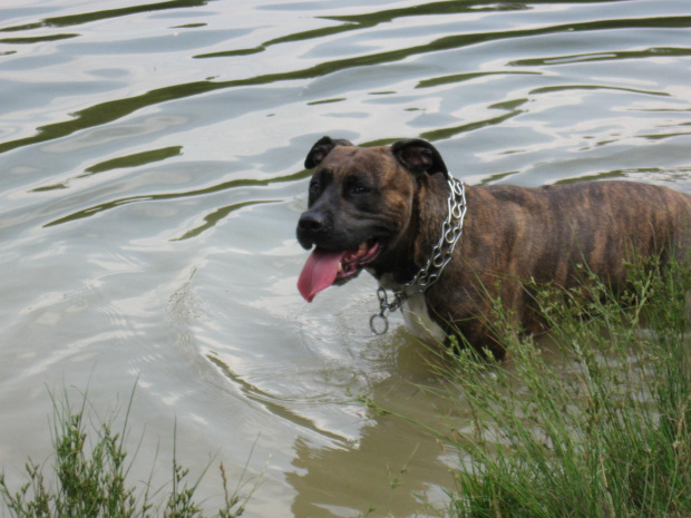 #Amstaff #pies