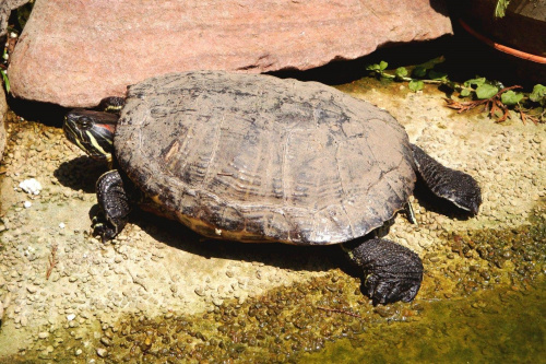 a to mój żółwik.. tuptuś #żółw #lato #gad