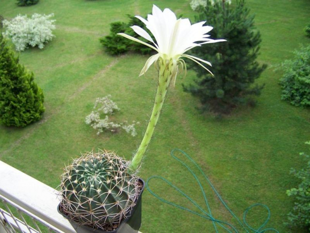 Echinopsis