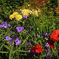 #kwiat #ogród #kolor #natura