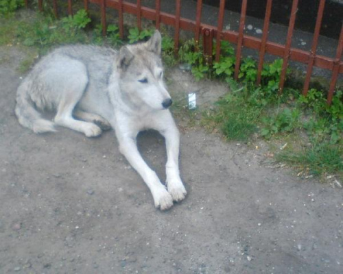 Sunia husky szuka domu