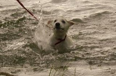 #BiałyOwczarekSzwajcarski #owczarek #owczarki #BiałeOwczarki #BiałyOwczarek #szczenięta #szczeniaczki